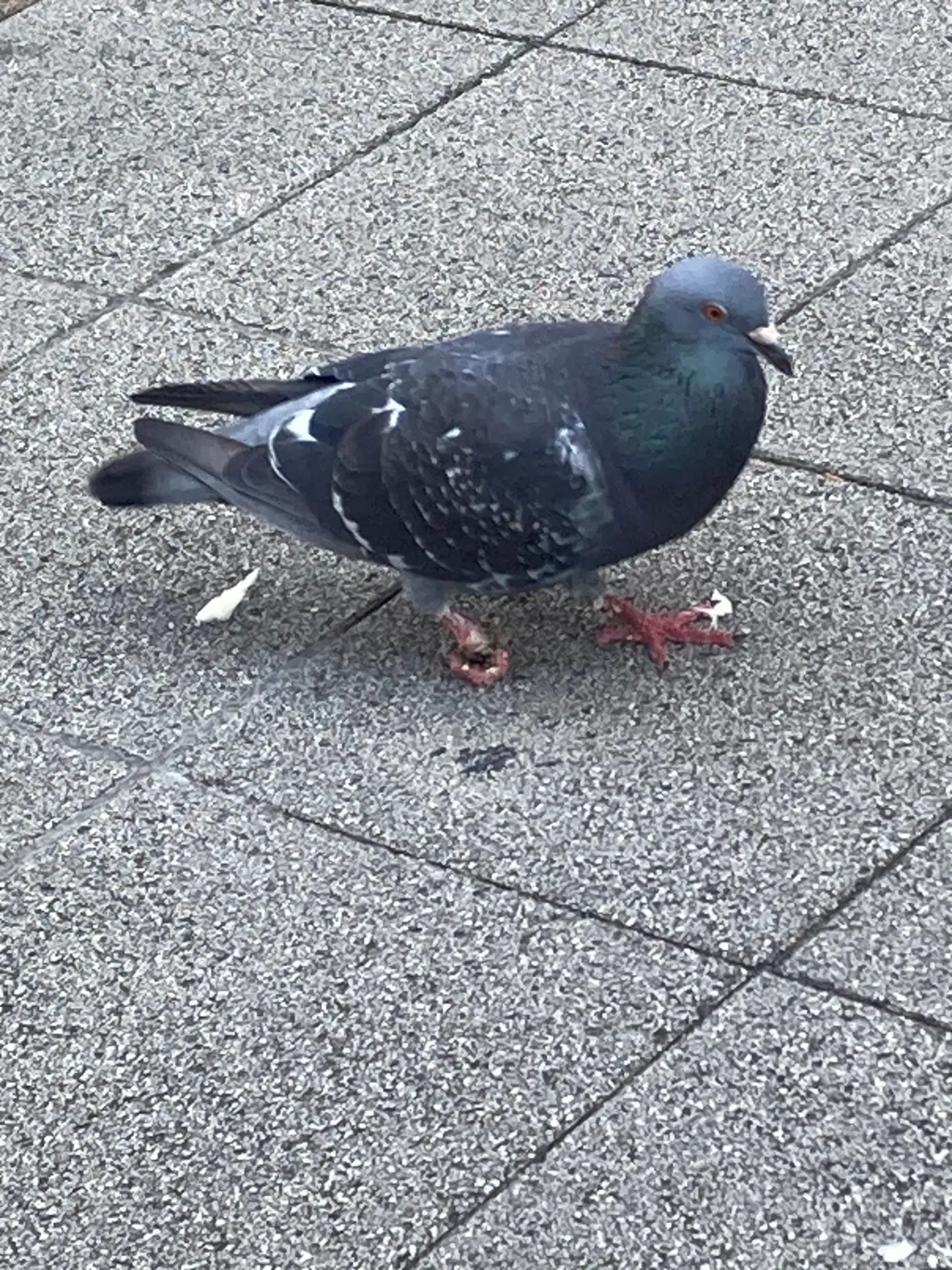 ハトから学ぶ　仁と義